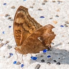 Junonia hedonia at Nelly Bay, QLD - 16 Jul 2024 02:12 PM