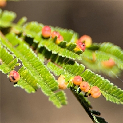 Austroacacidiplosis botrycephalae (A Gall Midge) at Nicholls, ACT - 15 Sep 2024 by Hejor1