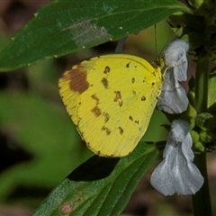 Eurema hecabe (Large Grass-yellow) at Nelly Bay, QLD - 16 Jul 2024 by Petesteamer