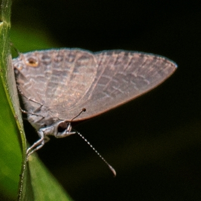 Jamides phaseli (Purple Cerulean) at Yandaran, QLD - 16 Jun 2024 by Petesteamer