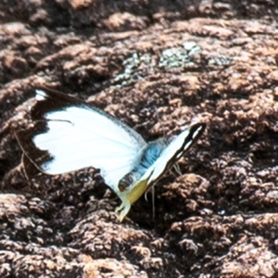 Belenois java (Caper White) at Boompa, QLD - 29 Jun 2024 by Petesteamer