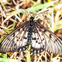 Acraea andromacha (Glasswing) at Bargara, QLD - 28 Jun 2024 by Petesteamer