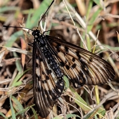Acraea andromacha at Bargara, QLD - 28 Jun 2024 12:13 PM
