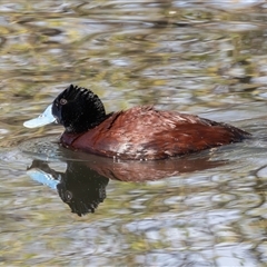 Oxyura australis (Blue-billed Duck) at Fyshwick, ACT - 16 Sep 2024 by rawshorty