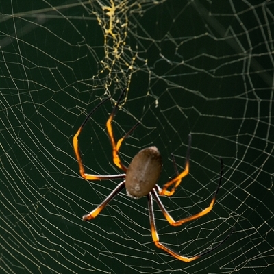 Nephila sp. (genus) at Mon Repos, QLD - 28 Jun 2024 by Petesteamer