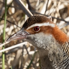 Gallirallus philippensis (Buff-banded Rail) at Fyshwick, ACT - 16 Sep 2024 by rawshorty