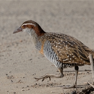 Gallirallus philippensis at Fyshwick, ACT - 16 Sep 2024 08:41 AM