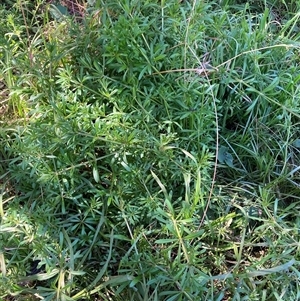 Galium aparine at Watson, ACT - 16 Sep 2024 01:36 PM