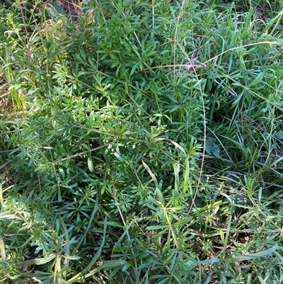 Galium aparine (Goosegrass, Cleavers) at Watson, ACT - 16 Sep 2024 by waltraud