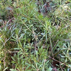 Galium aparine at Watson, ACT - 16 Sep 2024