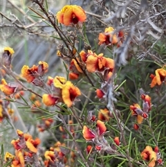 Dillwynia sp. Yetholme (P.C.Jobson 5080) NSW Herbarium at Watson, ACT - 16 Sep 2024 by waltraud