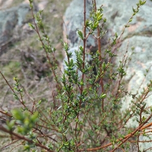 Pimelea pauciflora at Rendezvous Creek, ACT - 16 Sep 2024