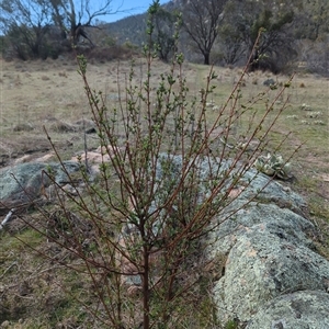 Pimelea pauciflora at Rendezvous Creek, ACT - 16 Sep 2024