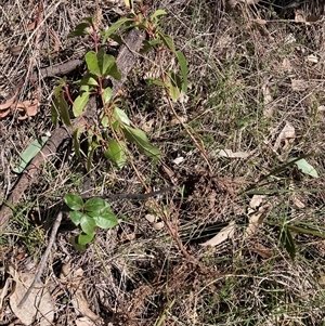 Viburnum tinus at Watson, ACT - 16 Sep 2024 11:47 AM