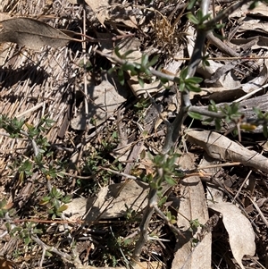 Lycium ferocissimum at Watson, ACT - 16 Sep 2024 11:39 AM