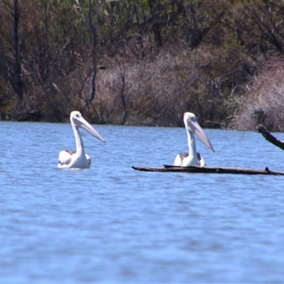 Pelecanus conspicillatus (Australian Pelican) at Fyshwick, ACT - 16 Sep 2024 by MB