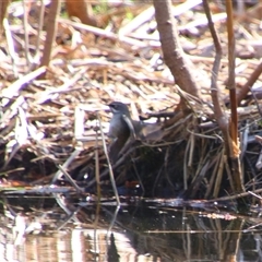 Sericornis frontalis (White-browed Scrubwren) at Pialligo, ACT - 16 Sep 2024 by MB