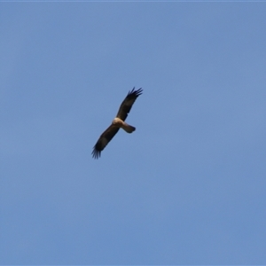 Haliastur sphenurus at Fyshwick, ACT - 16 Sep 2024