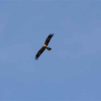 Haliastur sphenurus (Whistling Kite) at Fyshwick, ACT - 16 Sep 2024 by MB