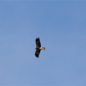 Haliastur sphenurus at Fyshwick, ACT - 16 Sep 2024