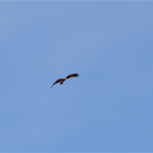 Haliastur sphenurus at Fyshwick, ACT - 16 Sep 2024