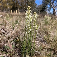 Stackhousia monogyna (Creamy Candles) at Watson, ACT - 16 Sep 2024 by waltraud