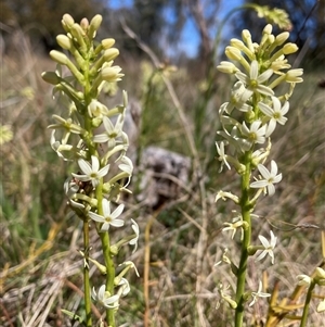 Stackhousia monogyna at Watson, ACT - 16 Sep 2024 12:57 PM