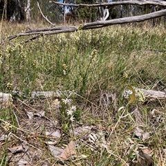 Stackhousia monogyna at Watson, ACT - 16 Sep 2024 12:57 PM