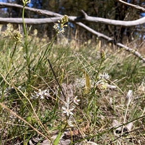 Wurmbea dioica subsp. dioica at Watson, ACT - 16 Sep 2024