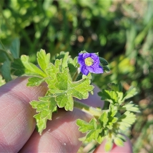 Erodium crinitum at Hawker, ACT - 15 Sep 2024 02:52 PM