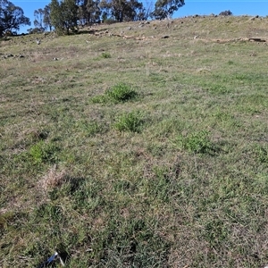 Erodium crinitum at Hawker, ACT - 15 Sep 2024