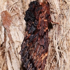 Sorama bicolor at Acton, ACT - 12 Sep 2024 12:32 PM