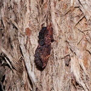 Sorama bicolor at Acton, ACT - 12 Sep 2024 12:32 PM