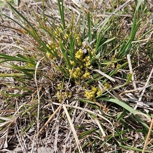 Lomandra bracteata at Whitlam, ACT - 14 Sep 2024