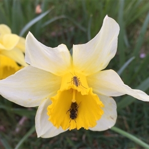 Lasioglossum (Chilalictus) sp. (genus & subgenus) at Richlands, NSW - 8 Sep 2024 09:21 AM