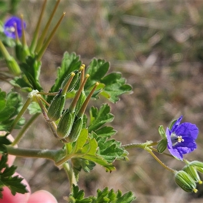 Erodium crinitum (Native Crowfoot) at Whitlam, ACT - 14 Sep 2024 by sangio7