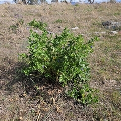 Erodium crinitum at Whitlam, ACT - 14 Sep 2024 02:15 PM