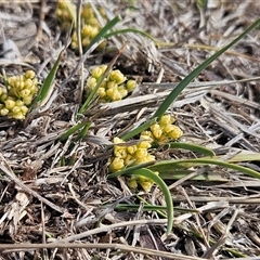 Lomandra bracteata (Small Matrush) at Whitlam, ACT - 14 Sep 2024 by sangio7