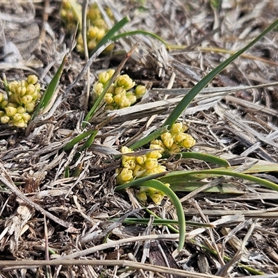 Lomandra bracteata (Small Matrush) at Whitlam, ACT - 14 Sep 2024 by sangio7