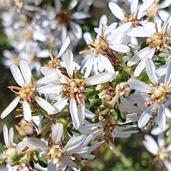 Olearia microphylla (Olearia) at Yass River, NSW - 15 Sep 2024 by SenexRugosus