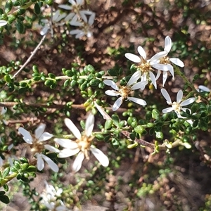 Olearia microphylla at Yass River, NSW - 16 Sep 2024 09:23 AM