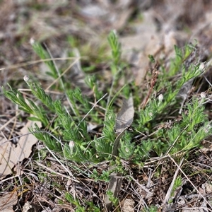 Leptorhynchos squamatus at Whitlam, ACT - 14 Sep 2024 02:25 PM