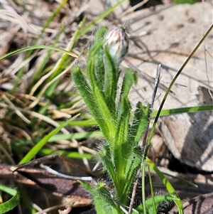 Leptorhynchos squamatus at Whitlam, ACT - 14 Sep 2024