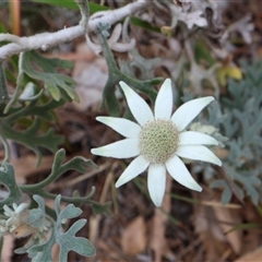 Actinotus helianthi (Flannel Flower) at Ulladulla, NSW - 14 Sep 2024 by Clarel