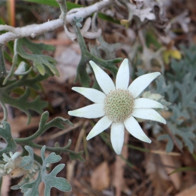 Actinotus helianthi (Flannel Flower) at Ulladulla, NSW - 14 Sep 2024 by Clarel