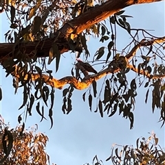 Callocephalon fimbriatum (Gang-gang Cockatoo) at Greenleigh, NSW - 16 Sep 2024 by Dixie