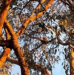 Callocephalon fimbriatum at Greenleigh, NSW - suppressed