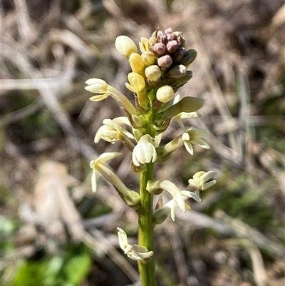 Stackhousia monogyna (Creamy Candles) at Molonglo, ACT - 16 Sep 2024 by SteveBorkowskis