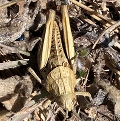 Perunga ochracea (Perunga grasshopper, Cross-dressing Grasshopper) at Molonglo, ACT - 16 Sep 2024 by SteveBorkowskis