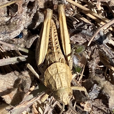 Perunga ochracea (Perunga grasshopper, Cross-dressing Grasshopper) at Molonglo, ACT - 16 Sep 2024 by SteveBorkowskis